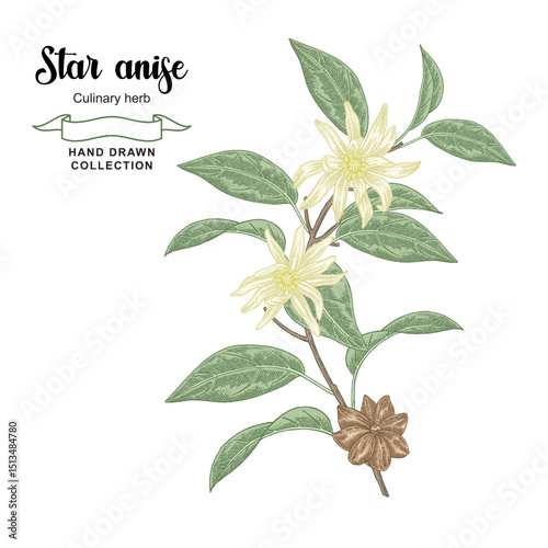 Star anise tree vector illustration. Hand drawn badian flowers and leaves. Colorful sketch style.