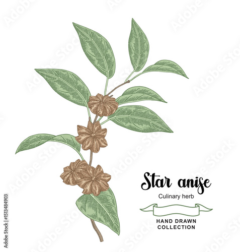 Star anise plant vector illustration. Hand drawn badian fruits and leaves. Colorful sketch style.