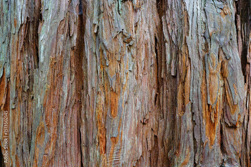Rough fibrous bark of a Coastal Redwood tree.