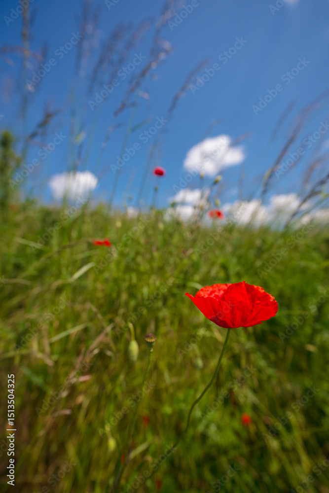poppy, field, flower, red, summer, nature, flowers, meadow, spring, poppies, plant, bloom, beauty, grass, garden, blossom, sky, rural, sun, color, beautiful, flora, wild, landscape, season, red, summe poppy, field, flower, red, summer, nature, flowers, meadow, spring, poppies, plant, bloom, beauty, grass, garden, blossom, sky, rural, sun, color, beautiful, flora, wild, landscape, season, red, summe