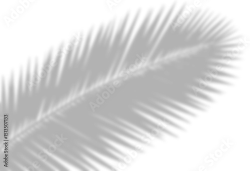 Tropical palm leaf shadow, realistic leaf shadow isolated on transparent background. coconut leaves shadow overlay effect on blur background