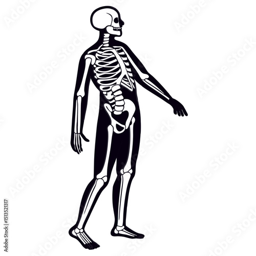 Human skeleton anatomy diagram side view