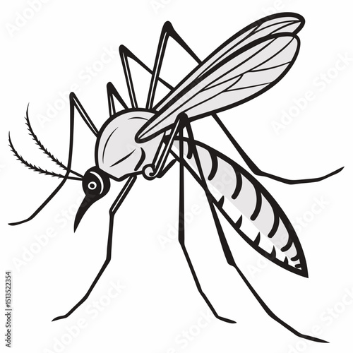 Detailed illustration of a mosquito