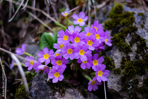 Cluster of purple primrose flowers blooming among mossy mountain rocks

