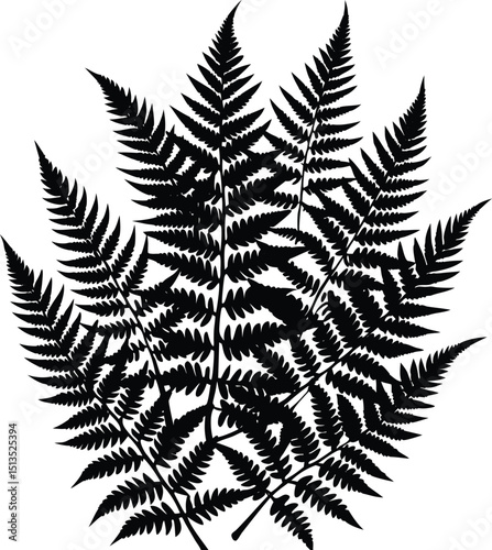 fern leaf isolated on black