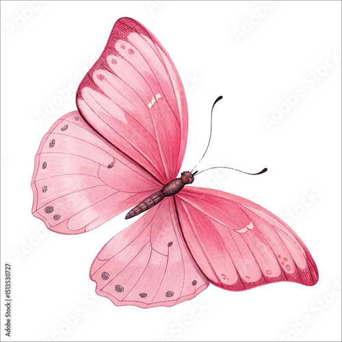 pink butterfly isolated on white