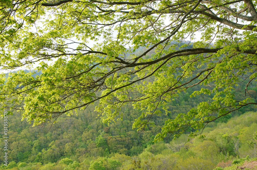 Fototapeta premium 春の日差しに輝く