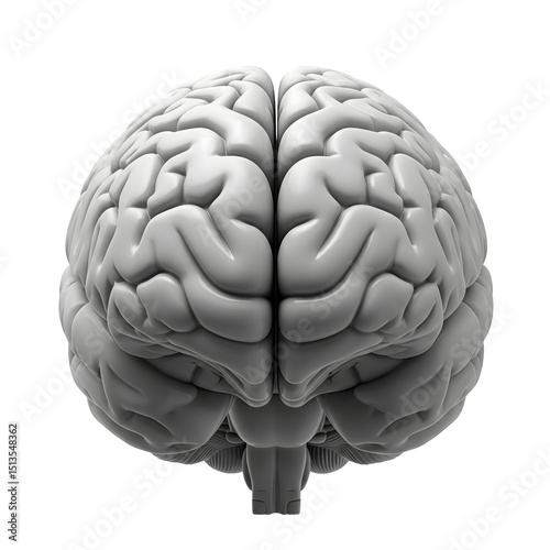 3D human brain with detailed texture, visible folds, and clean surface on transparent background photo