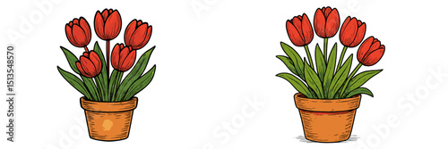 Bright red tulips in two clay pots displayed on a white background during spring season