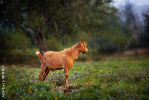 The red goat