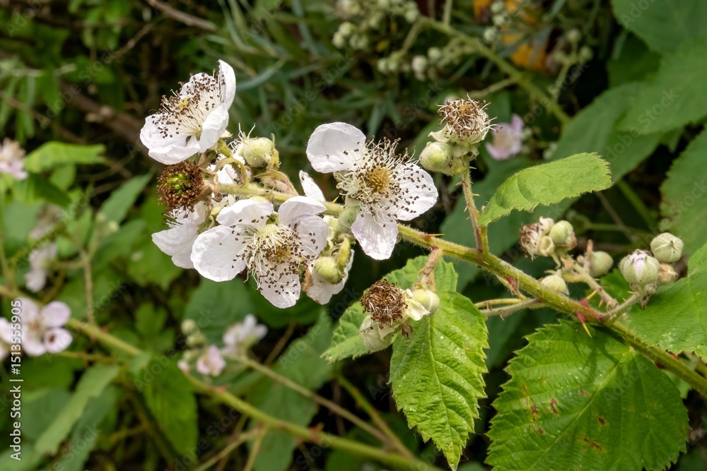 Blackberry bush blooming with delicate white flowers in spring Blackberry bush blooming with delicate white flowers in spring