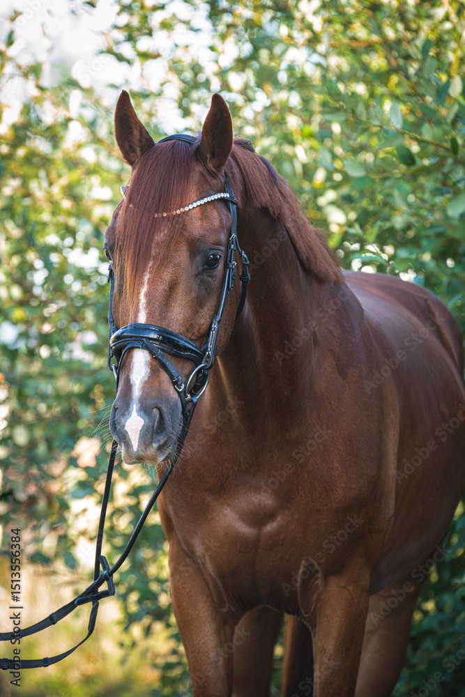 Obraz premium Fuchs mit Trense