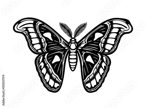 Atlas Moth - Order Lepidoptera