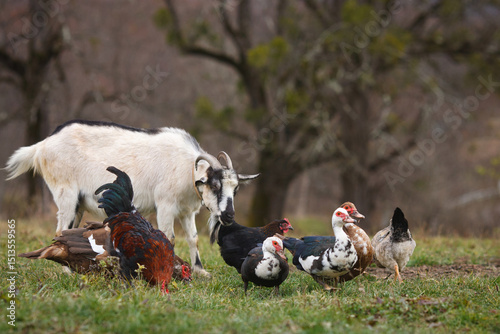 Goat and ducks