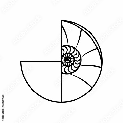 Illustration of a nautilus shell sectioned in black lines