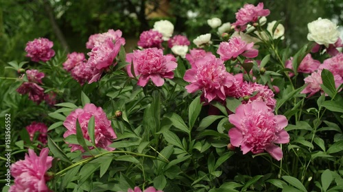 A bush of pink double peonies blooms in the garden