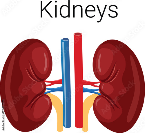Human Kidneys with Blood Vessels – Detailed Medical Illustration