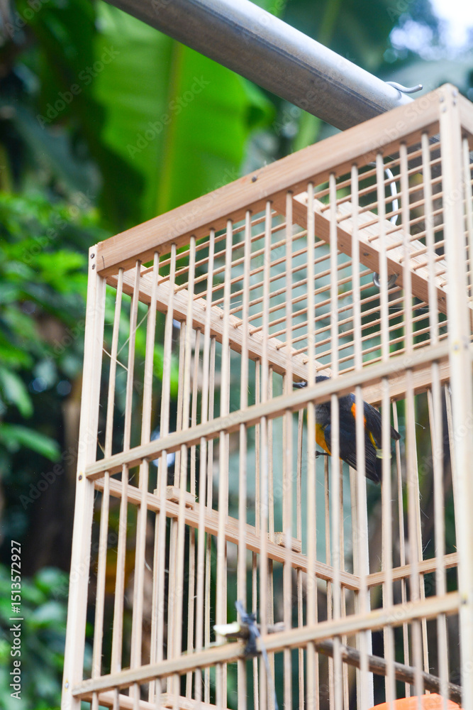 Fototapeta premium Small birds in bamboo cages