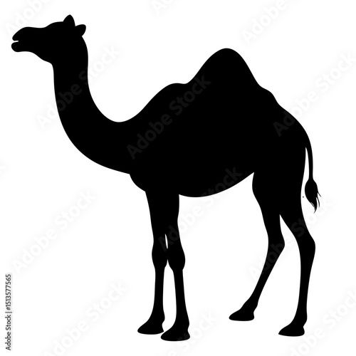 camel in the desert