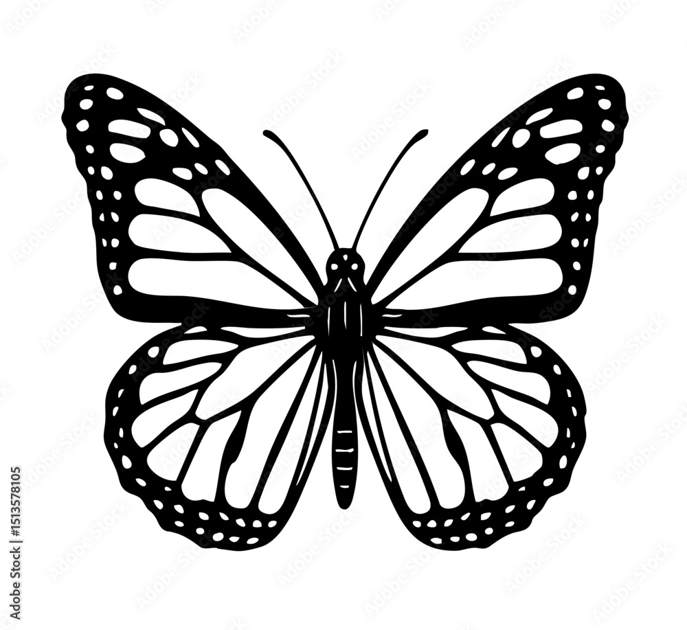 Fototapeta premium Monarch Butterfly Line - Order Lepidoptera