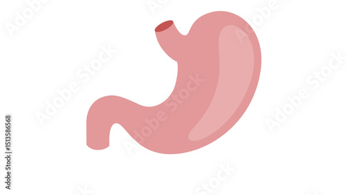 Human Stomach Digestive Organ Icon