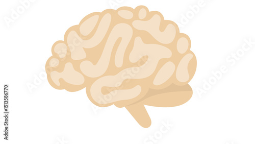 Human Brain Anatomy Icon