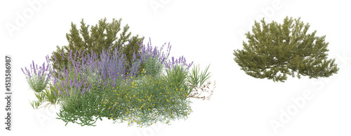 Genista Hispanica,lavender flowers isolated on white	
