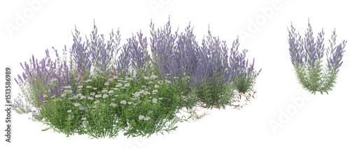Genista Hispanica,lavender flowers isolated on white	
