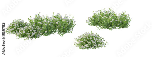 Genista Hispanica,lavender flowers isolated on white	
