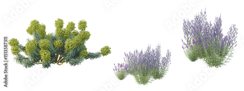 Genista Hispanica,lavender flowers isolated on white	
