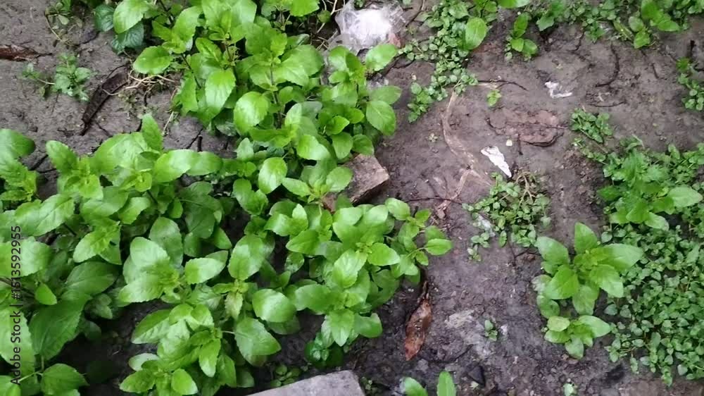 After rain the soaked refresh Tulsi plant, nature's serenity 