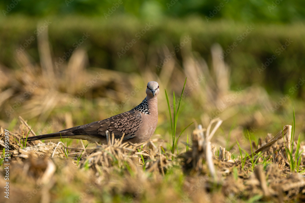 Spotted Dove - Streptopelia (Spilopelia ) Spotted Dove - Streptopelia (Spilopelia )