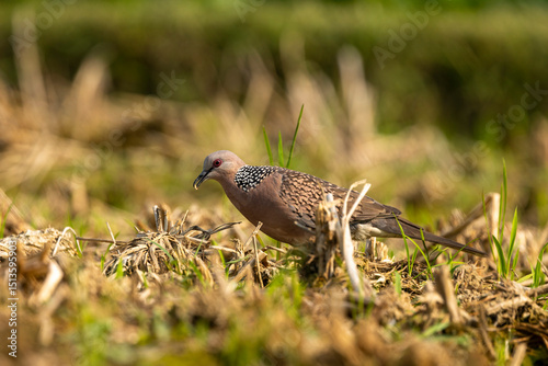 Spotted Dove - Streptopelia (Spilopelia ) photo