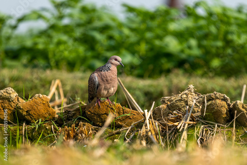 Spotted Dove,Pigeon,common bird found in Bangladesh with Green field blur Background