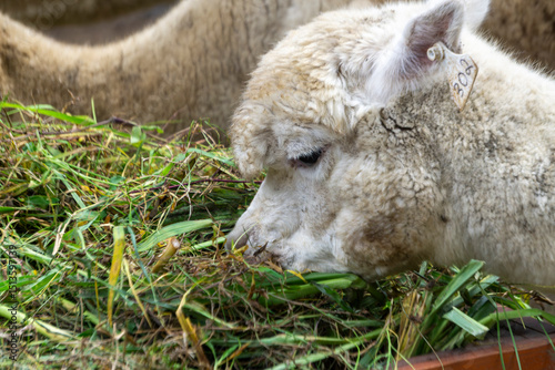 Close-Up of a Grazing Alpaca Feeding on Fresh Green Fodder Outdoors