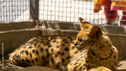 Close-Up of a Resting Wild Cat in Captivity Under Sunlight