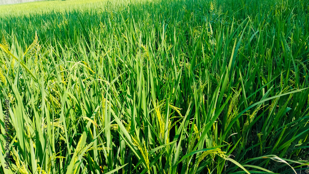 Lush Green Rice Field Landscape Lush Green Rice Field Landscape