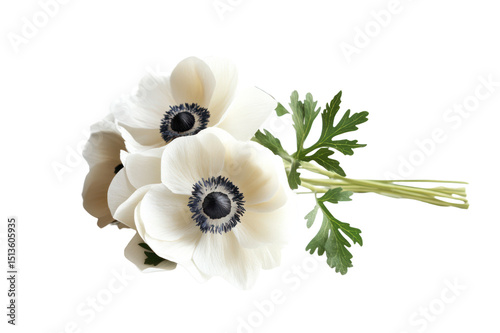 Beautiful white anemone flowers with dark centers and green leaves on a white background, fresh botanical flowers for floral arrangements and nature decor photo