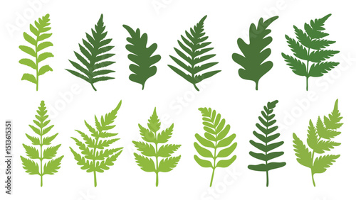 Set of colorful fern silhouettes vector