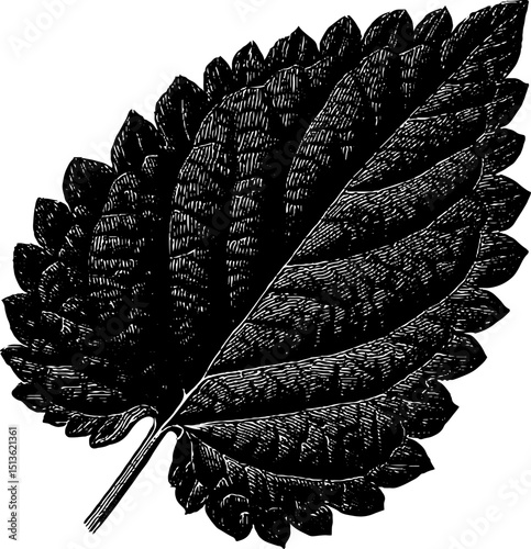 Engraved anise hyssop leaf illustration for botanical design and print