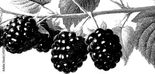 Vintage botanical illustration of blackberry vine with ripe berries and detailed leaves