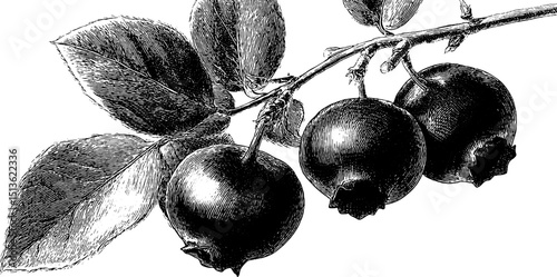 Engraved botanical art of blueberry sprig branch with leaves