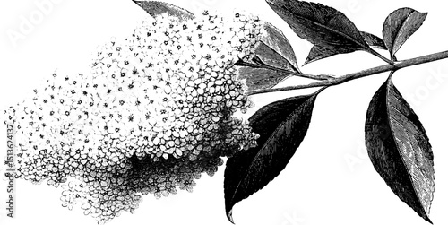 Detailed engraved illustration of elderflower cluster for botanical design