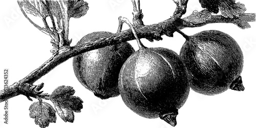 Botanical engraving of gooseberry twig for nature and garden design