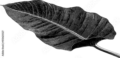 Detailed engraved illustration of plantain leaf for botanical design and art projects