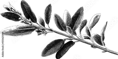 Botanical engraving of sage branch black and white for herbal design