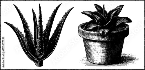 Vintage engraving set featuring aloe vera leaf and potted plant for botanical designs