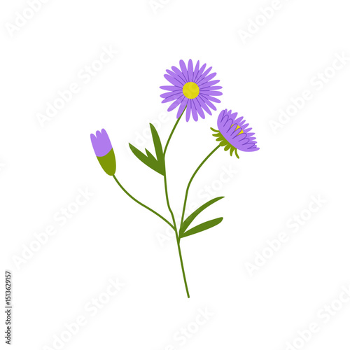Aster flower branch with leaves on isolated background. Vector flat botanical illustration