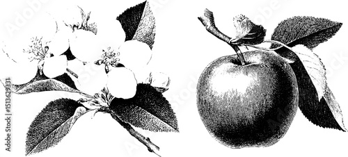 Engraved apple blossom and fruit illustration set for botanical design