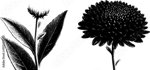 Detailed engraved illustration of aster flowers and blooms for botanical design